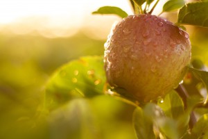 Pink Lady Apple Tree