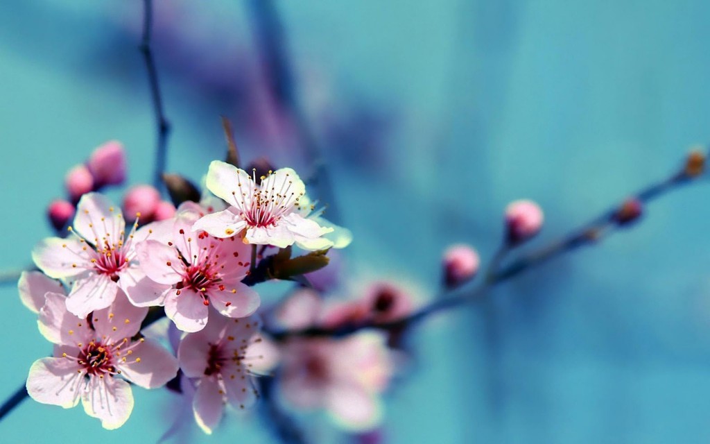 14366 cherry blossoms 1680x1050 flower wallpaper