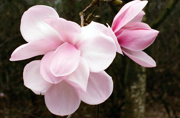 Magnolia-Caerhays-Belle2-590by387