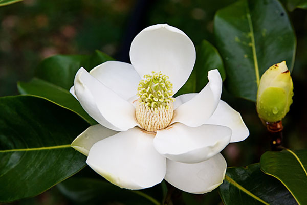 Magnolia st mary