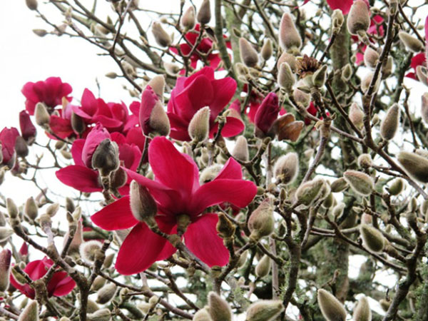 Magnolia vulcan