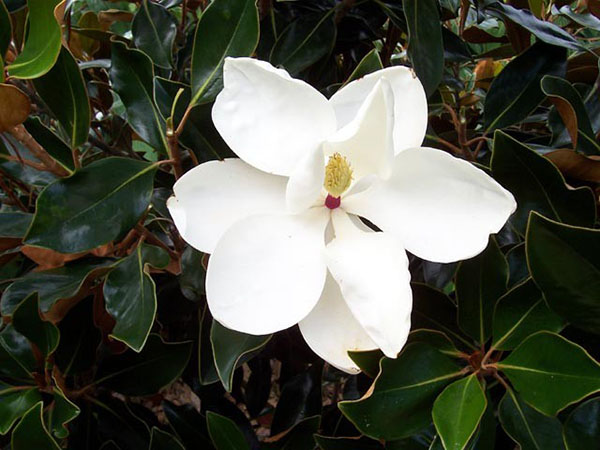magnolia Little gem