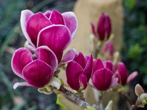 magnolia soulangeana magnolia genie flower