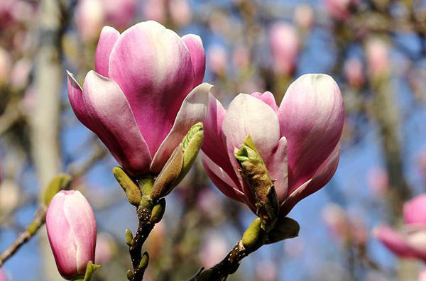 magnolia_x_soulangeana_flowers_16-03-11_1-2