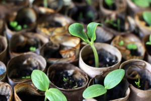 pumpkin seedling