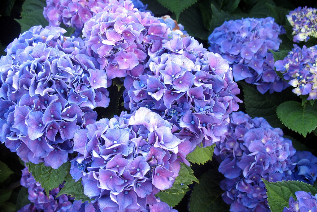 hydrangea