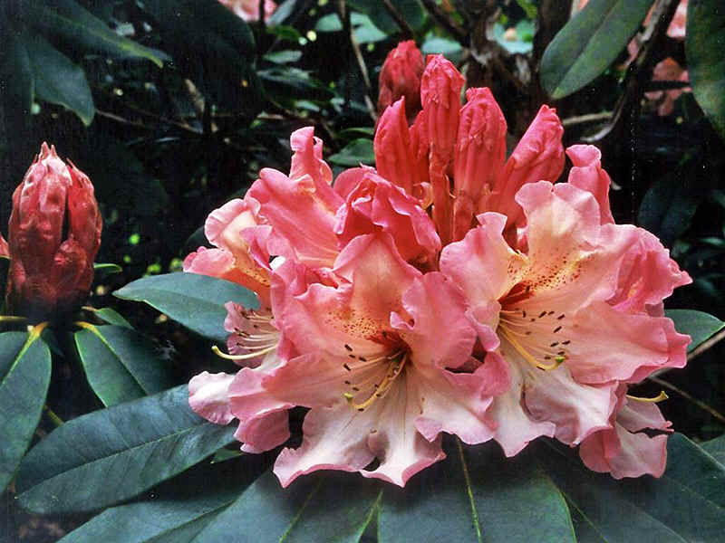rhododendron_lem's_cameo
