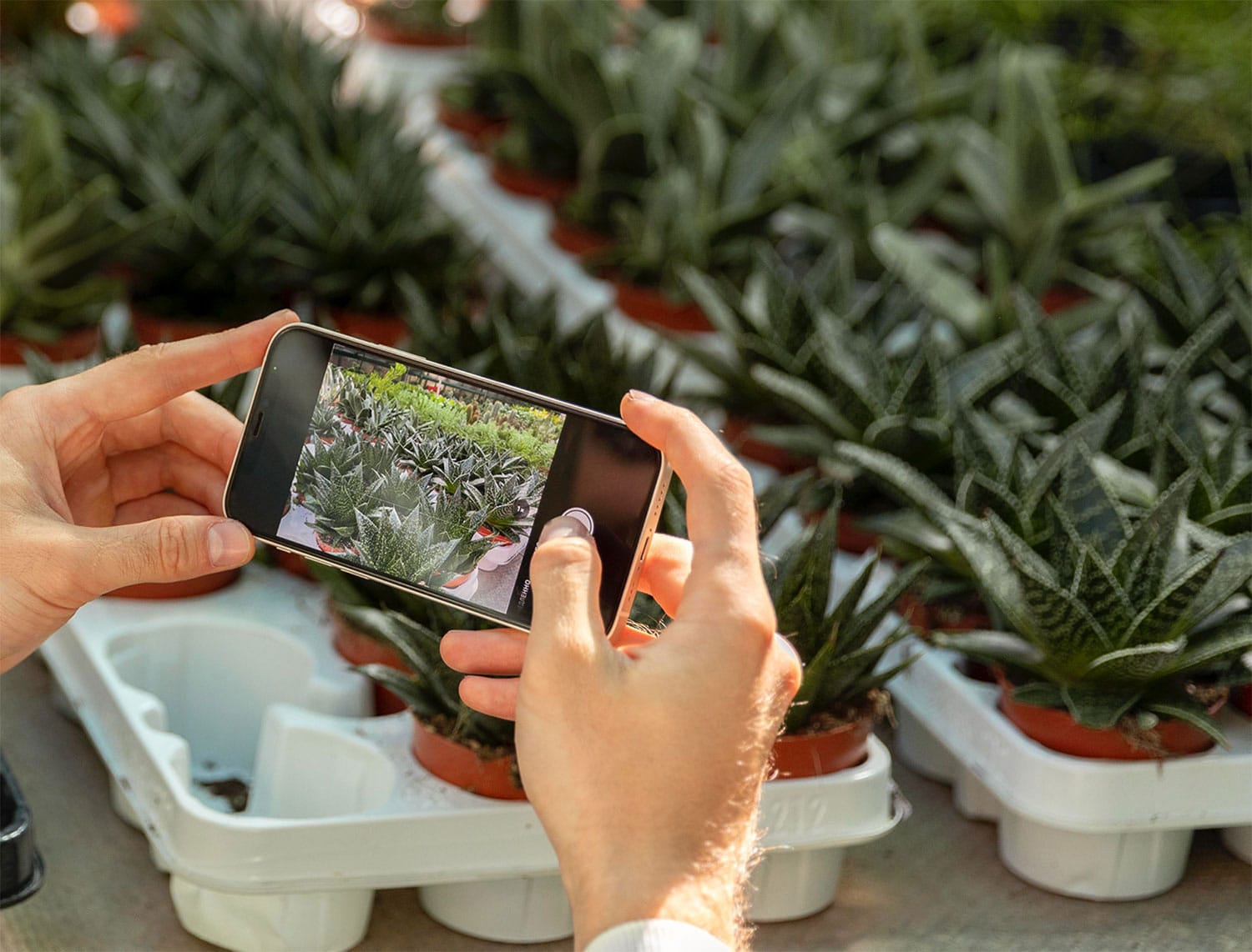 Landscape Consulting Camberwell