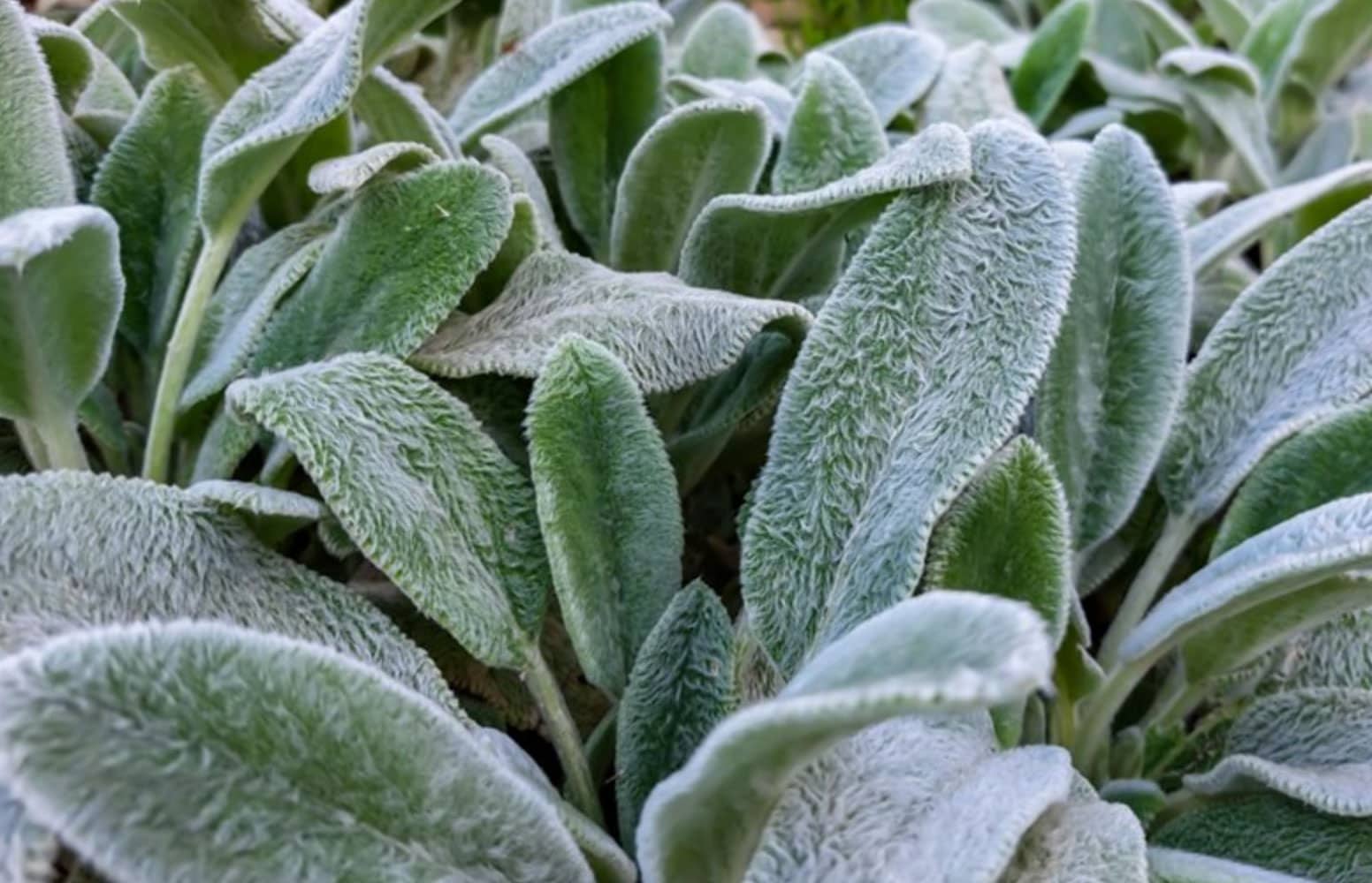 How to plant lamb's ears in Melbourne